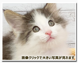ノルウェージャンフォレストキャット