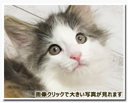 ノルウェージャンフォレストキャット