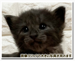 ノルウェージャンフォレストキャット