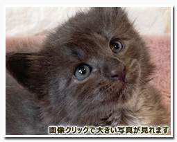 ノルウェージャンフォレストキャット