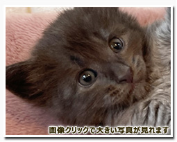 ノルウェージャンフォレストキャット