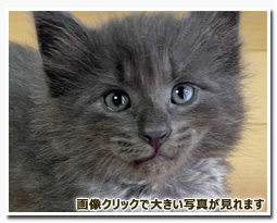 ノルウェージャンフォレストキャット