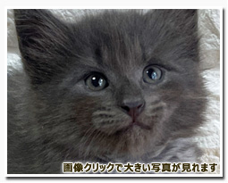 ノルウェージャンフォレストキャット