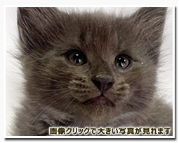 ノルウェージャンフォレストキャット