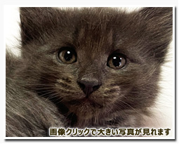 ノルウェージャンフォレストキャット