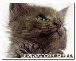 ノルウェージャンフォレストキャット