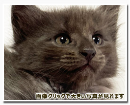 ノルウェージャンフォレストキャット