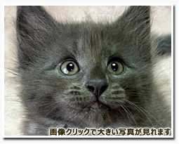 ノルウェージャンフォレストキャット