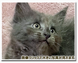 ノルウェージャンフォレストキャット