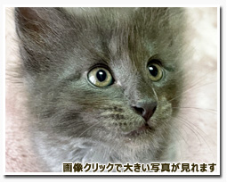 ノルウェージャンフォレストキャット