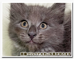 ノルウェージャンフォレストキャット