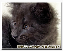 ノルウェージャンフォレストキャット