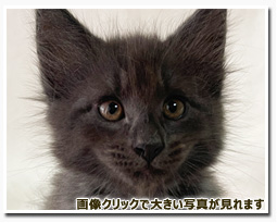 ノルウェージャンフォレストキャット