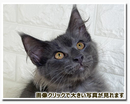 ノルウェージャンフォレストキャット