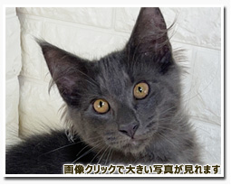 ノルウェージャンフォレストキャット