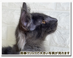 ノルウェージャンフォレストキャット