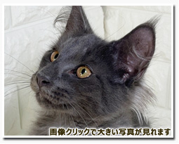 ノルウェージャンフォレストキャット