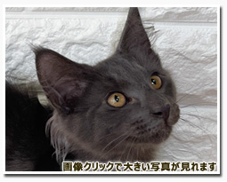 ノルウェージャンフォレストキャット