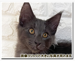 ノルウェージャンフォレストキャット