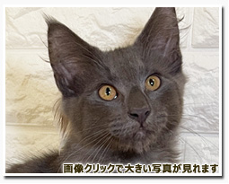 ノルウェージャンフォレストキャット