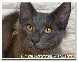 ノルウェージャンフォレストキャット