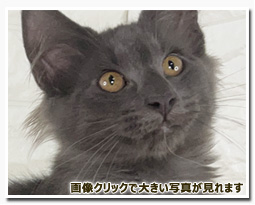 ノルウェージャンフォレストキャット