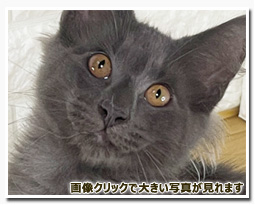 ノルウェージャンフォレストキャット