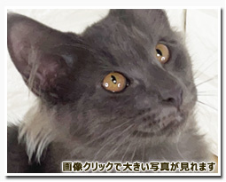 ノルウェージャンフォレストキャット