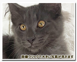 ノルウェージャンフォレストキャット