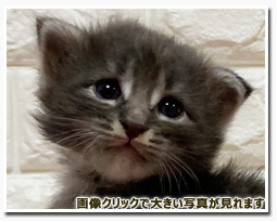 ノルウェージャンフォレストキャット