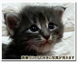 ノルウェージャンフォレストキャット