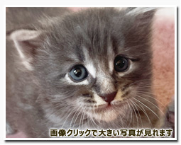 ノルウェージャンフォレストキャット