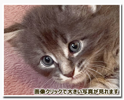 ノルウェージャンフォレストキャット