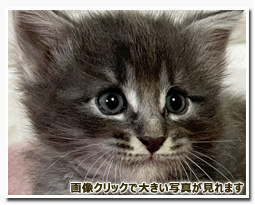 ノルウェージャンフォレストキャット