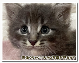 ノルウェージャンフォレストキャット