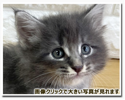 ノルウェージャンフォレストキャット