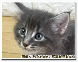 ノルウェージャンフォレストキャット