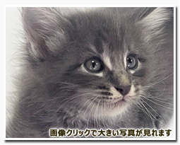 ノルウェージャンフォレストキャット