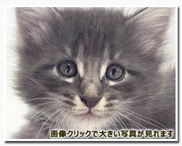 ノルウェージャンフォレストキャット