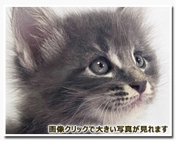 ノルウェージャンフォレストキャット