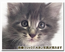 ノルウェージャンフォレストキャット