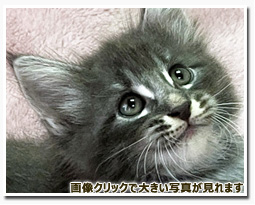 ノルウェージャンフォレストキャット