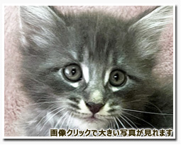 ノルウェージャンフォレストキャット