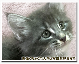 ノルウェージャンフォレストキャット