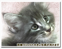 ノルウェージャンフォレストキャット