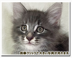 ノルウェージャンフォレストキャット