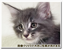 ノルウェージャンフォレストキャット