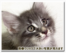 ノルウェージャンフォレストキャット