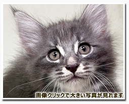 ノルウェージャンフォレストキャット