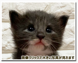 ノルウェージャンフォレストキャット